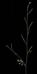 Cardamine unguiculus. Inflorescence with siliques and cauline leaf.
 Image: P.B. Heenan © Landcare Research 2019 CC BY 3.0 NZ